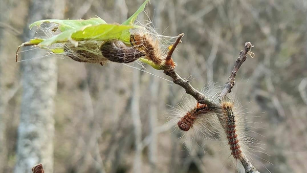 «آفت پروانه دم قهوه ای»