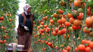 گوجه
