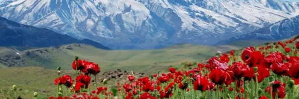 تصویر سربرگ نمایه‌ی ‌پریسا فیضی‌